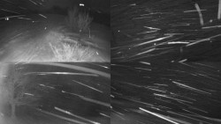 Sdružený snímek Bludný