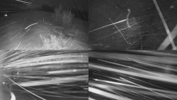 Sdružený snímek Bludný