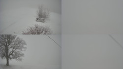 Sdružený snímek Bludný