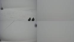 Sdružený snímek Bludný