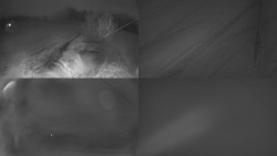 Sdružený snímek Bludný