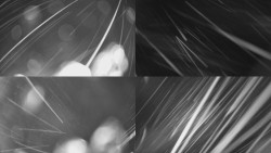 Sdružený snímek Bludný