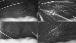 Sdružený snímek Bludný