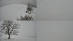 Sdružený snímek Bludný