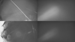 Sdružený snímek Bludný