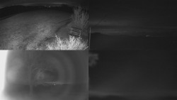 Sdružený snímek Bludný