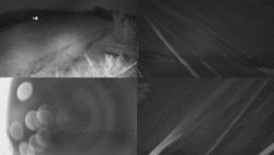 Sdružený snímek Bludný