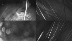 Sdružený snímek Bludný