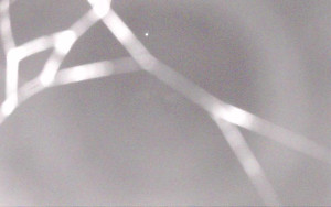 Ski Areál Opálená - Ski Areál Opálená - 3.11.2025 v 22:57