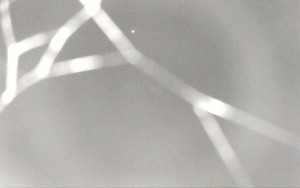 Ski Areál Opálená - Ski Areál Opálená - 4.11.2025 v 04:57