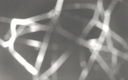 Ski Areál Opálená