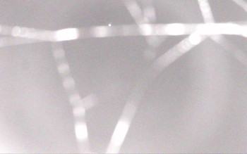 Ski Areál Opálená