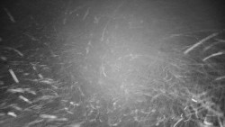 Veselíčko - zahrada u zámku