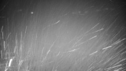 Veselíčko - zahrada u zámku