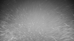 Veselíčko - zahrada u zámku