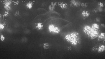 Snímek    7.7.2025 v 04:15