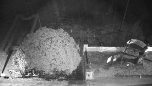 Obec Veselíčko - Veselíčko - zahrada u zámku - 1.1.2024 v 07:00