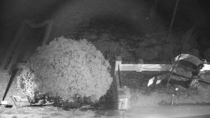 Obec Veselíčko - Veselíčko - zahrada u zámku - 1.1.2024 v 18:00