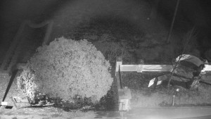 Obec Veselíčko - Veselíčko - zahrada u zámku - 1.1.2024 v 23:00