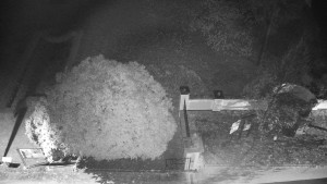 Obec Veselíčko - Veselíčko - zahrada u zámku - 8.11.2024 v 05:30 Obec Veselíčko - Veselíčko - zahrada u zámku - 8.11.2024 v 05:30