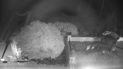 Veselíčko - zahrada u zámku