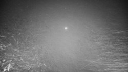 Veselíčko - park u zámku