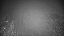 Veselíčko - park u zámku