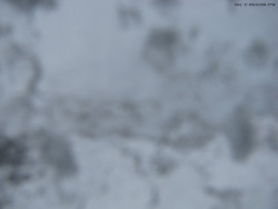 Svatý Petr, Pláně