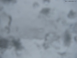 Svatý Petr, Pláně