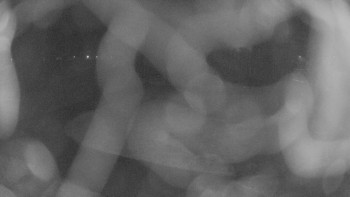 Zámecké koupaliště Holešov