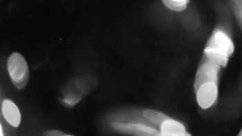 Zámecké koupaliště Holešov