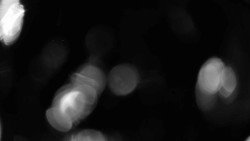 Areál koupaliště Holešov