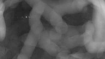 Zámecké koupaliště Holešov