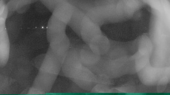 Zámecké koupaliště Holešov