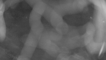 Zámecké koupaliště Holešov