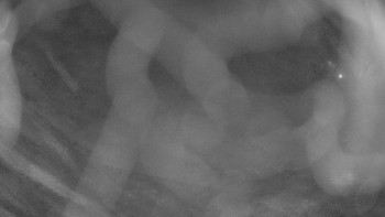 Zámecké koupaliště Holešov