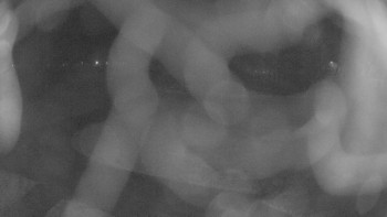 Zámecké koupaliště Holešov