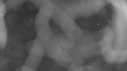 Areál koupaliště Holešov