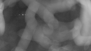 Zámecké koupaliště Holešov