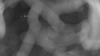 Zámecké koupaliště Holešov