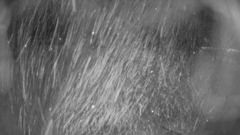 Zámecké koupaliště Holešov