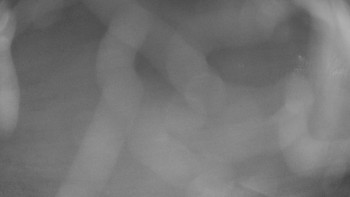 Zámecké koupaliště Holešov