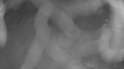 Areál koupaliště Holešov