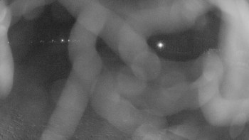 Zámecké koupaliště Holešov