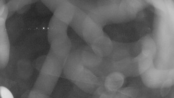 Zámecké koupaliště Holešov