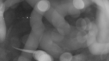 Zámecké koupaliště Holešov