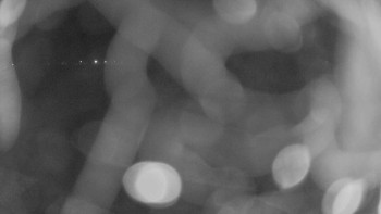 Zámecké koupaliště Holešov