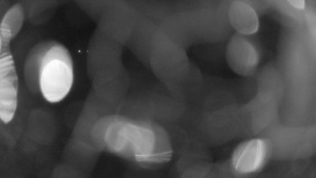 Zámecké koupaliště Holešov