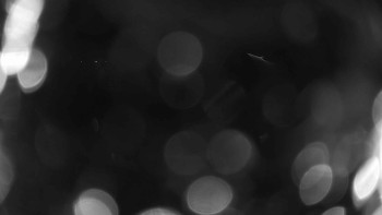 Zámecké koupaliště Holešov