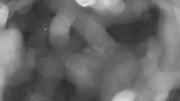 Zámecké koupaliště Holešov